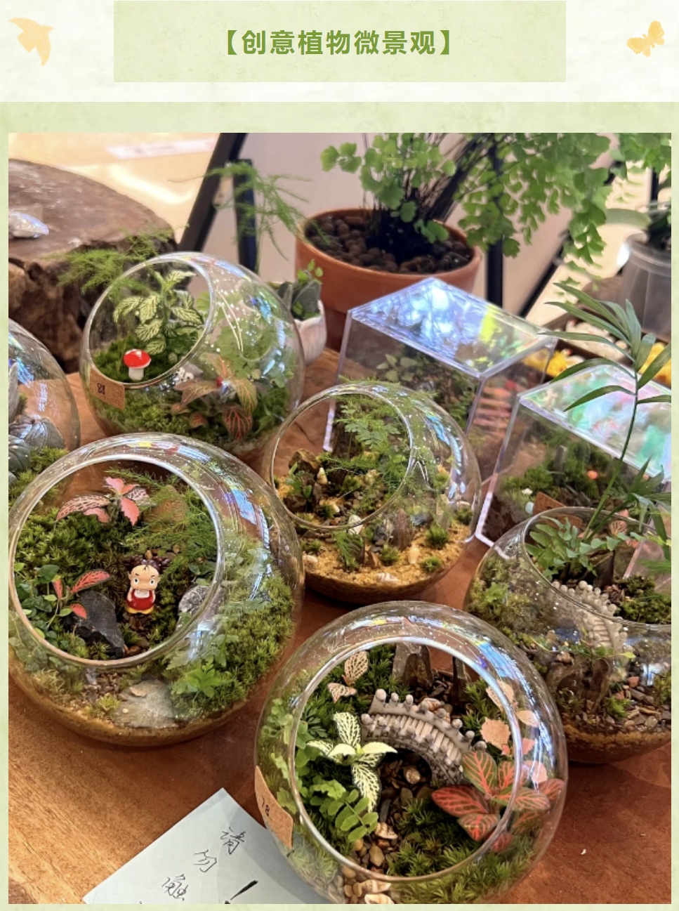 春日植物手作活动方案|枫动体育组织策划春日限定·植物手作活动赛事,解锁新乐趣!欢迎预约咨询~ 资讯动态 第2张-上海枫动体育文化发展有限公司